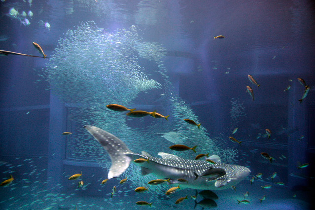 aquariumkaiyukan02